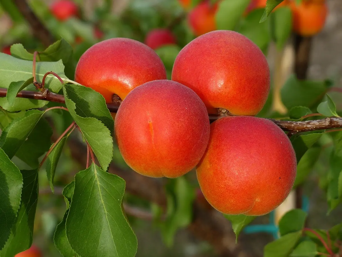 Apricot Red-cheeked &#8211; unpretentious fruitful variety