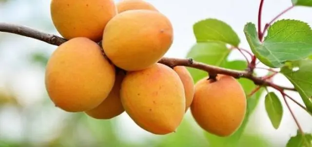 Apricot Royal