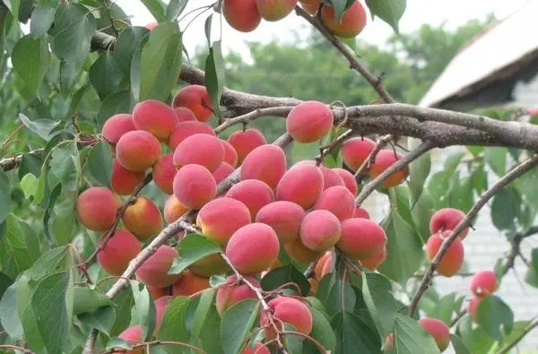 Apricot Saratov Rubin
