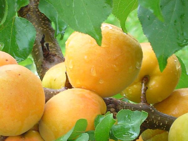 Apricot Shalah (Yerevani): description and characteristics of the variety