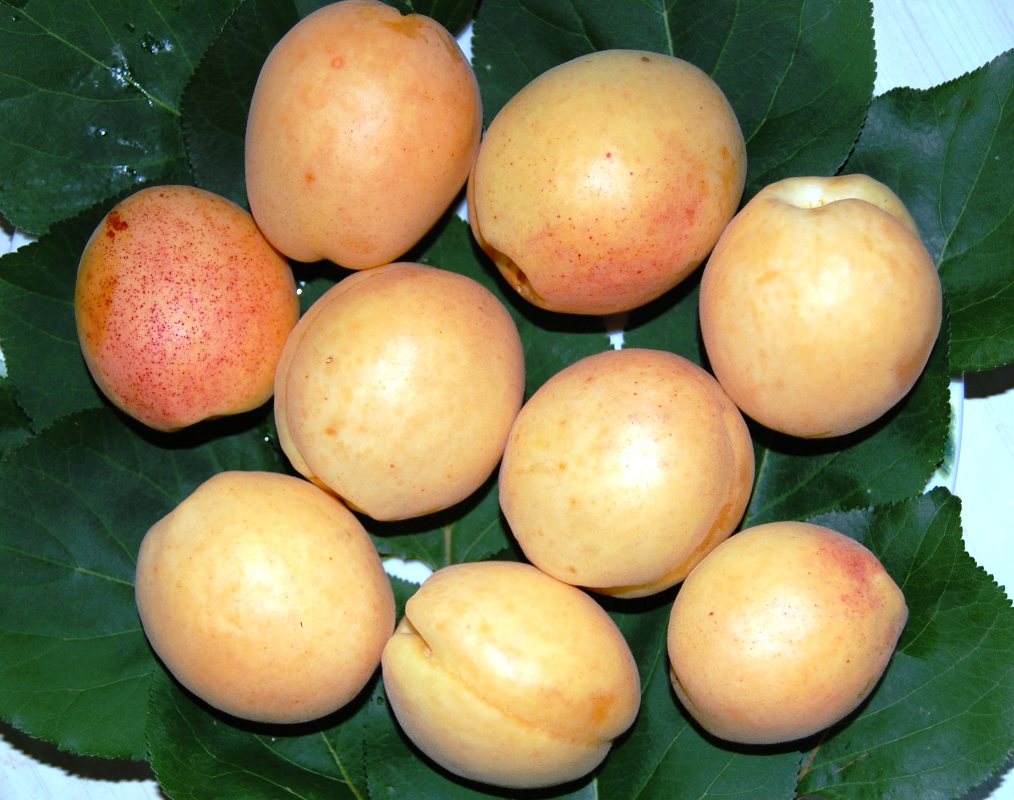 Apricot Shalah (Yerevani): description and characteristics of the variety