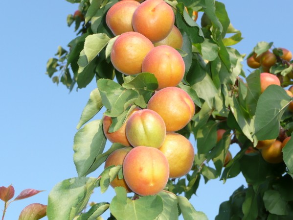 Apricot Shalah (Yerevani): description and characteristics of the variety