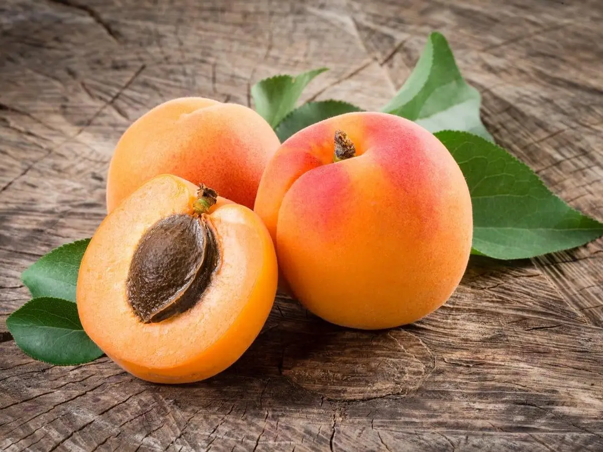 Apricot Shalah (Yerevani): description and characteristics of the variety