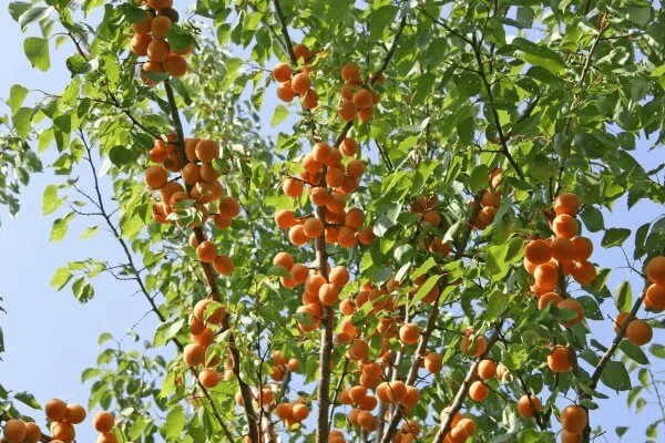 Apricot Snegirek