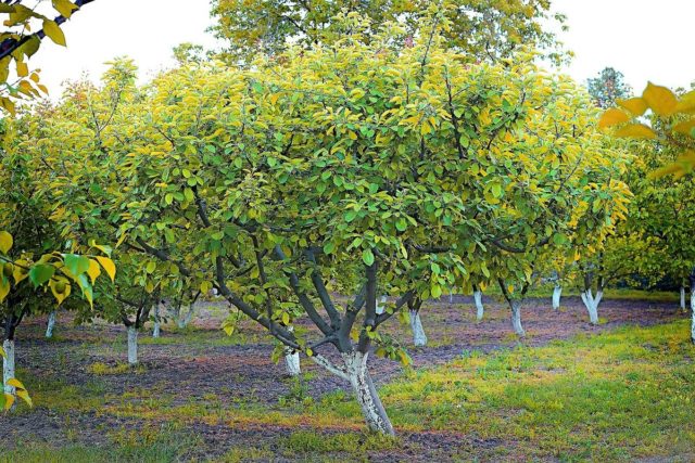 Apricot Son of the Red-cheeked: description, photo, self-fertile or not