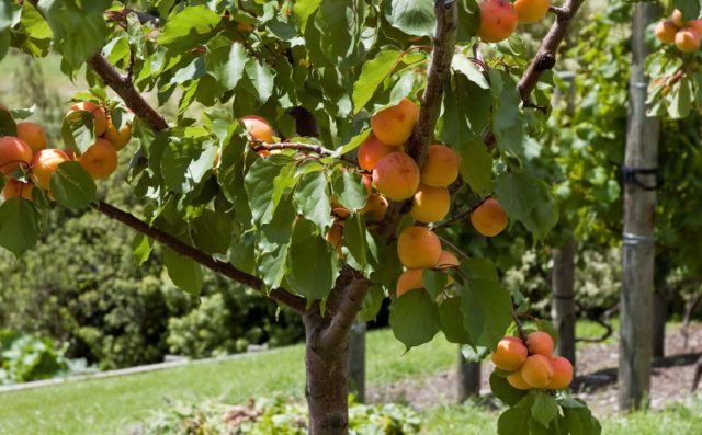 Apricot Son of the Red-cheeked: description, photo, self-fertile or not