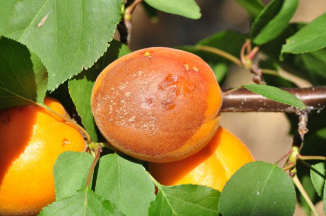 Apricot Son of the Red-cheeked: description, photo, self-fertile or not