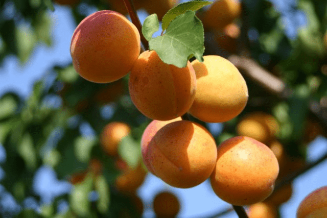 Apricot Ulyanikhinsky