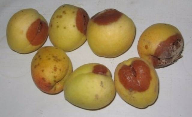 Apricot Ulyanikhinsky