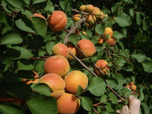 Apricot Ulyanikhinsky