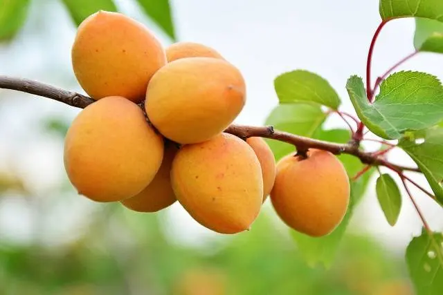 Apricot Ulyanikhinsky