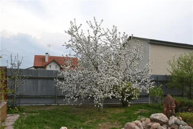 Apricot Ulyanikhinsky
