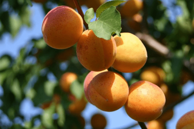 Apricot Ulyanikhinsky