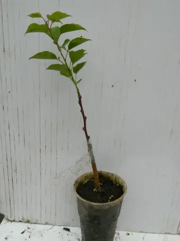 Apricot Ulyanikhinsky