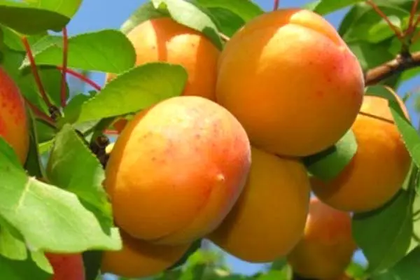 Apricot varieties for the Moscow region: an overview of the most productive