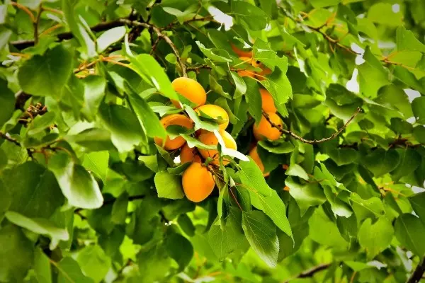 Apricot varieties for the Moscow region: an overview of the most productive