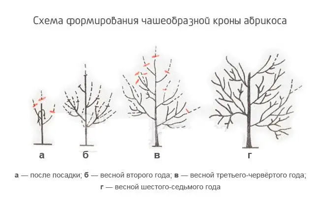 Apricot varieties for the Moscow region: an overview of the most productive