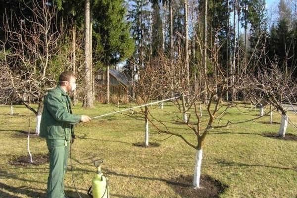 Apricot varieties for the Moscow region: an overview of the most productive