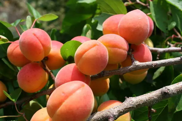 Apricot varieties for the Moscow region: an overview of the most productive