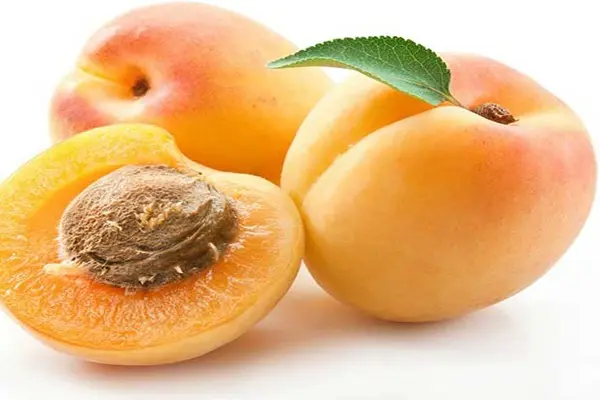 Apricot varieties for the Moscow region: an overview of the most productive