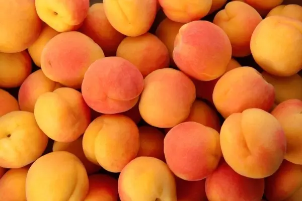 Apricot varieties for the Moscow region: an overview of the most productive