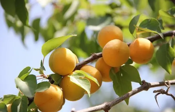 Apricot varieties for the Moscow region: an overview of the most productive