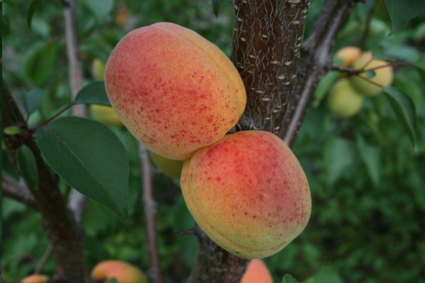 Apricot varieties for the Moscow region: an overview of the most productive