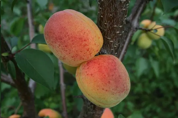 Apricot varieties for the Moscow region: an overview of the most productive