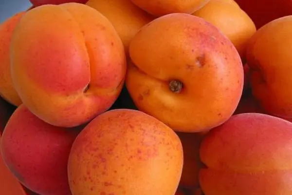 Apricot varieties for the Moscow region: an overview of the most productive