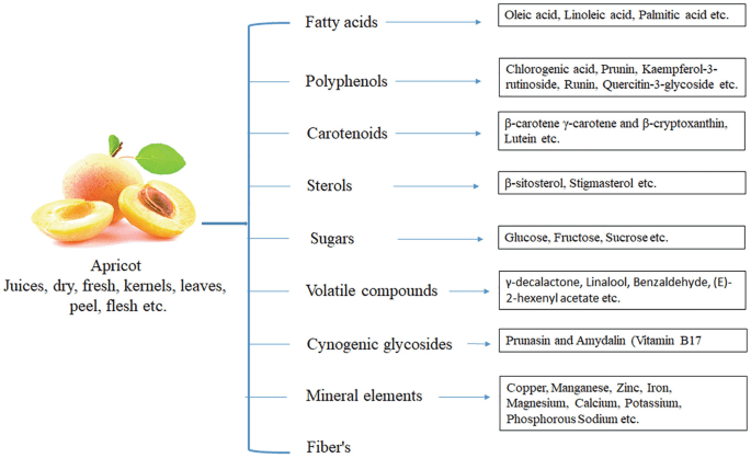 Apricot varieties for the Moscow region: an overview of the most productive