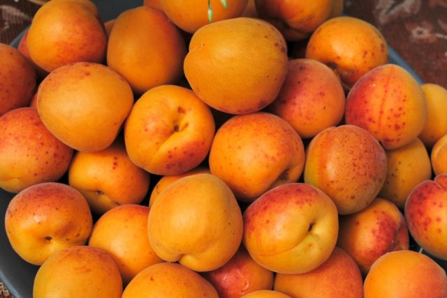 Apricot varieties New Jersey: description, photo, planting and care