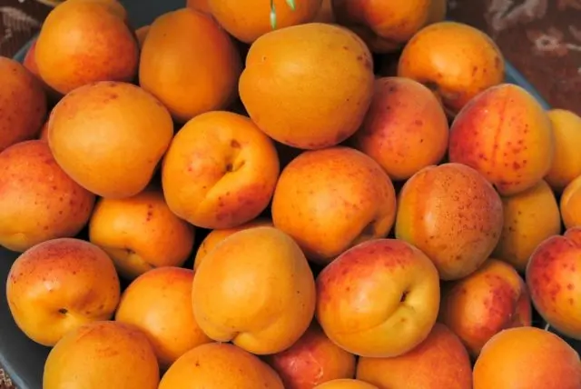 Apricot varieties New Jersey: description, photo, planting and care