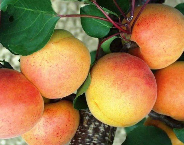 Apricot varieties New Jersey: description, photo, planting and care