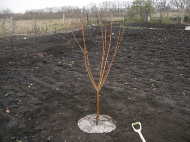 Apricot varieties New Jersey: description, photo, planting and care