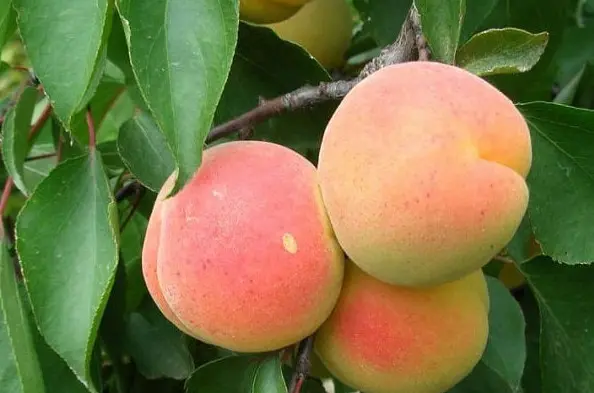 Apricot varieties New Jersey: description, photo, planting and care