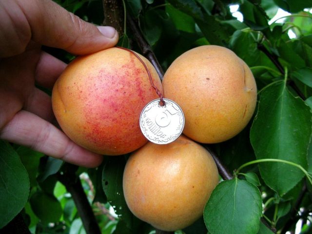 Apricot varieties New Jersey: description, photo, planting and care