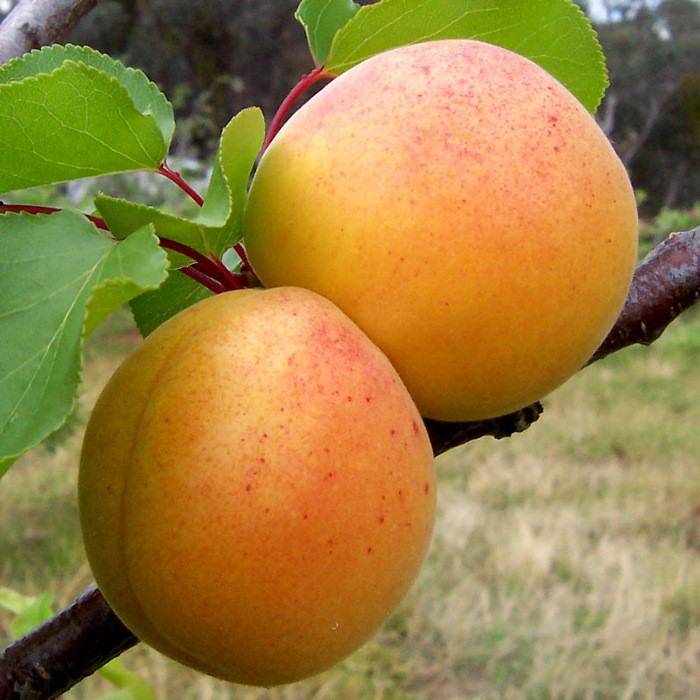 Apricot variety Northern Triumph: characteristics and description