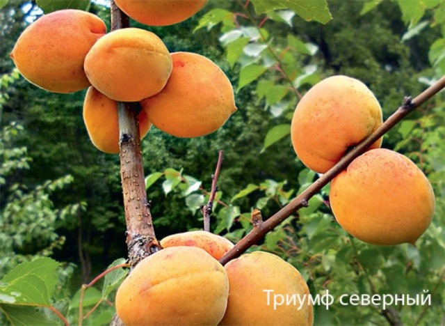 Apricot variety Northern Triumph: characteristics and description