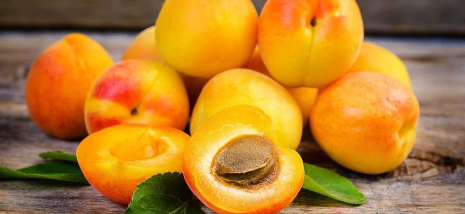 Apricot variety &#8220;Northern Triumph&#8221;: characteristics and description