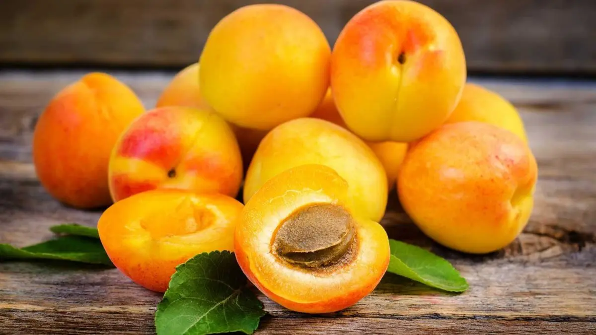 Apricot variety &#8220;Northern Triumph&#8221;: characteristics and description