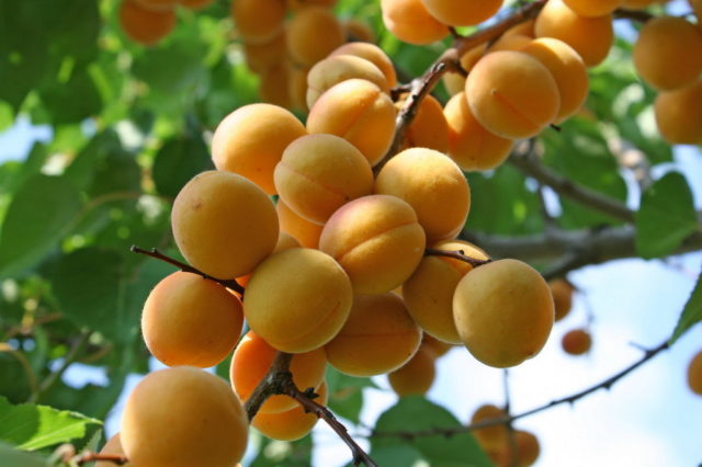 Apricot Viking: description, photo, planting and care