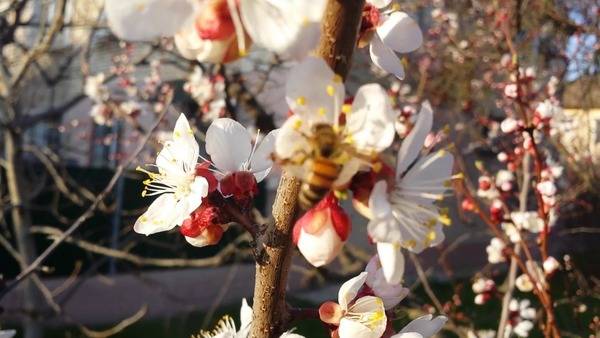 Apricot Zhigulevsky