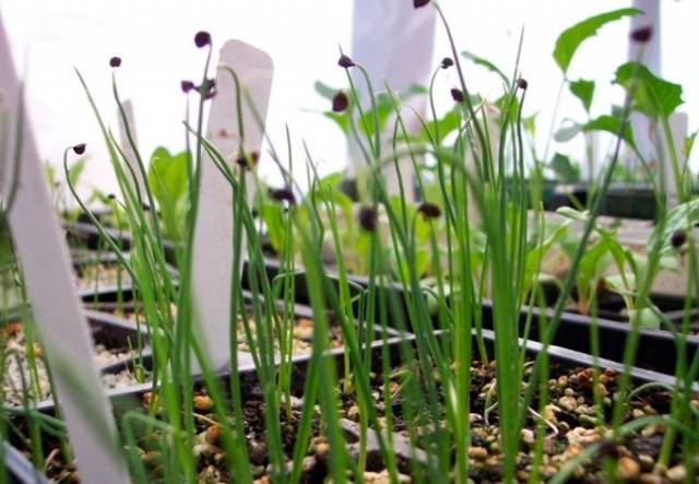 April batun: growing on the windowsill