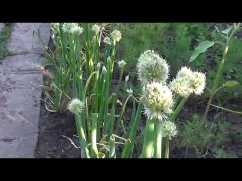 April batun: growing on the windowsill