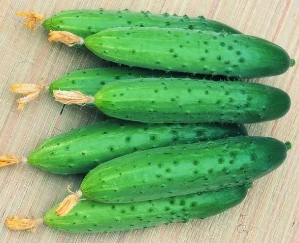 April Cucumbers: reviews, photos, description