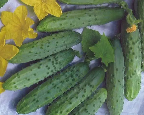 April Cucumbers: reviews, photos, description