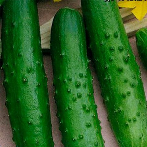 April Cucumbers: reviews, photos, description