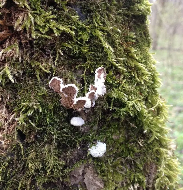 April. mushroom discoveries.