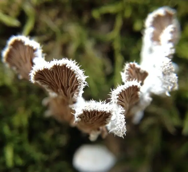 April. mushroom discoveries.