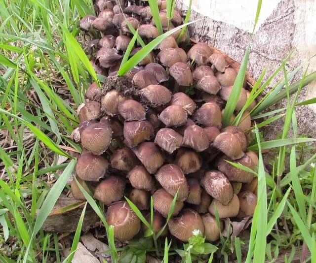 April. mushroom discoveries.